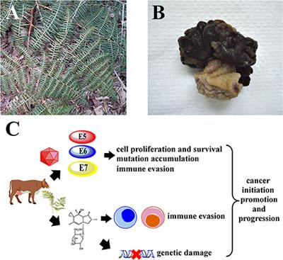 Pteridium spp. and Bovine Papillomavirus: Partners in Cancer